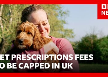 Vet prescription fees to be capped in overhaul to veterinarian sector costs in UK | BBC News