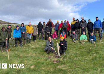 30,000 trees planted to create Isle of Man temperate rainforest