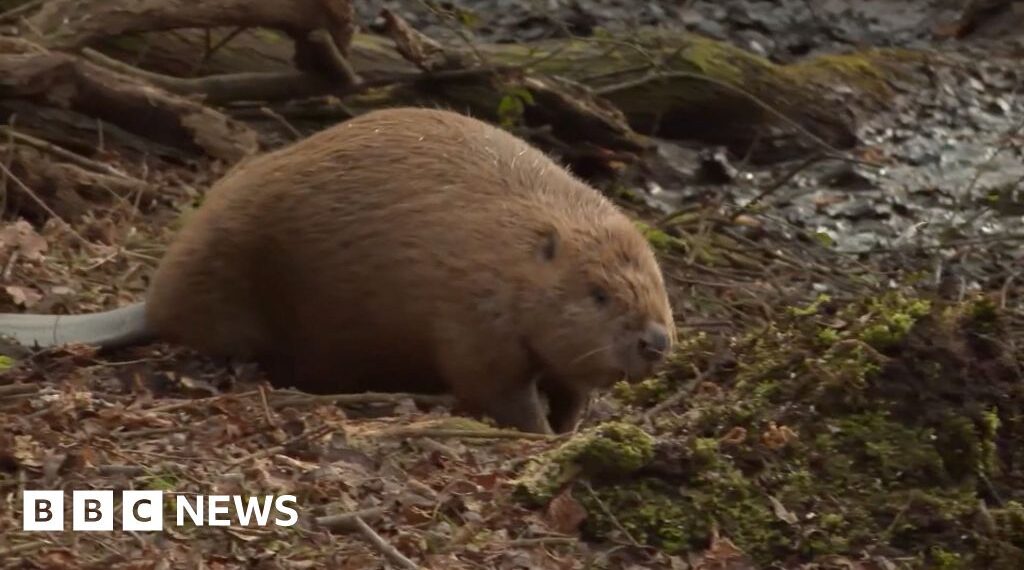 Beavers released in Dorset settle after a year of ups and downs
