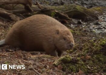 Beavers released in Dorset settle after a year of ups and downs