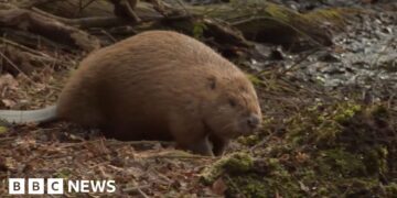 Beavers released in Dorset settle after a year of ups and downs
