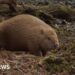 Beavers released in Dorset settle after a year of ups and downs