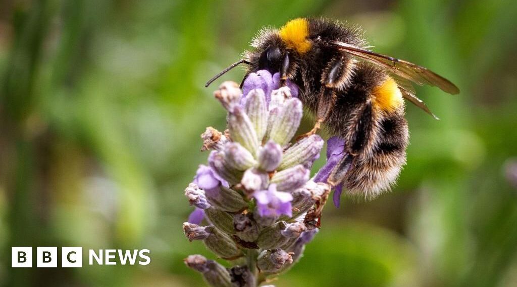 Call out to volunteers to take part in bug survey