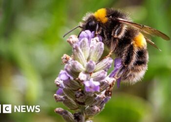 Call out to volunteers to take part in bug survey