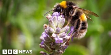 Call out to volunteers to take part in bug survey