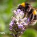 Call out to volunteers to take part in bug survey