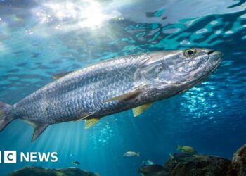 Decline in migratory fish populations prompts fight for protection