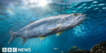 Decline in migratory fish populations prompts fight for protection