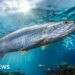 Decline in migratory fish populations prompts fight for protection