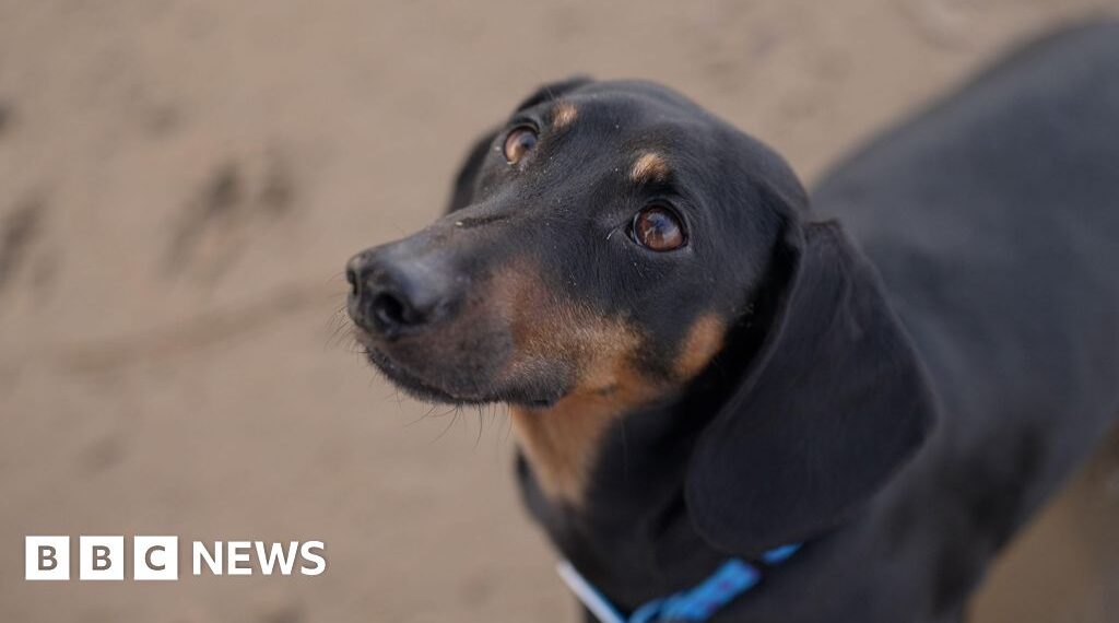Dogs were man's best friend far earlier than thought