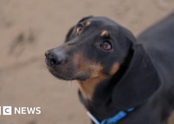 Dogs were man's best friend far earlier than thought