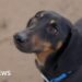 Dogs were man's best friend far earlier than thought