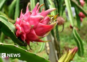 Dragon fruit: The spiky cactus helping India farmers make money