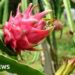 Dragon fruit: The spiky cactus helping India farmers make money