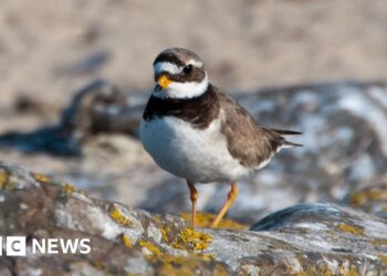 Exclusion zone set up to protect endangered birds