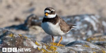 Exclusion zone set up to protect endangered birds