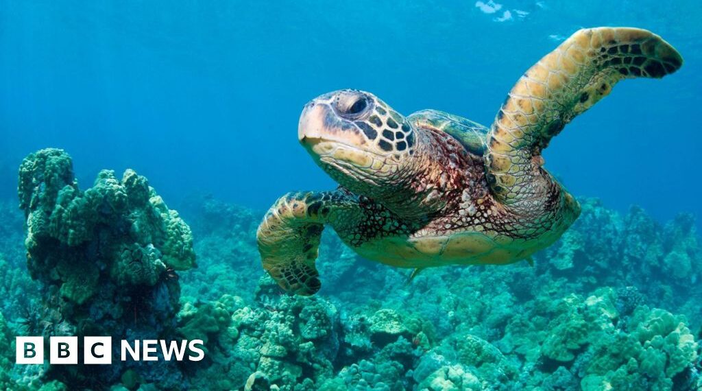 'God squad' waives animal protections to expand oil drilling