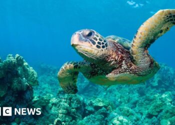 'God squad' waives animal protections to expand oil drilling