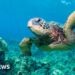'God squad' waives animal protections to expand oil drilling