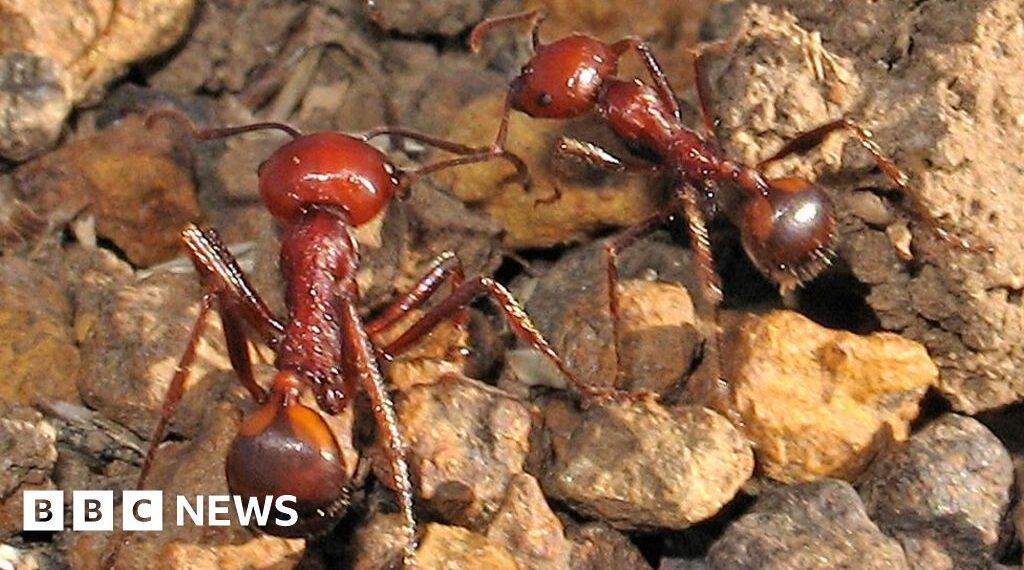 One ant for $220: the new frontier of wildlife trafficking