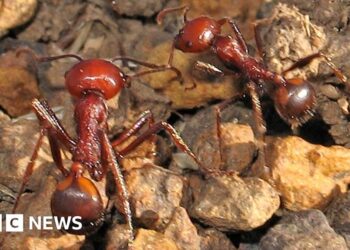One ant for $220: the new frontier of wildlife trafficking