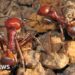 One ant for $220: the new frontier of wildlife trafficking