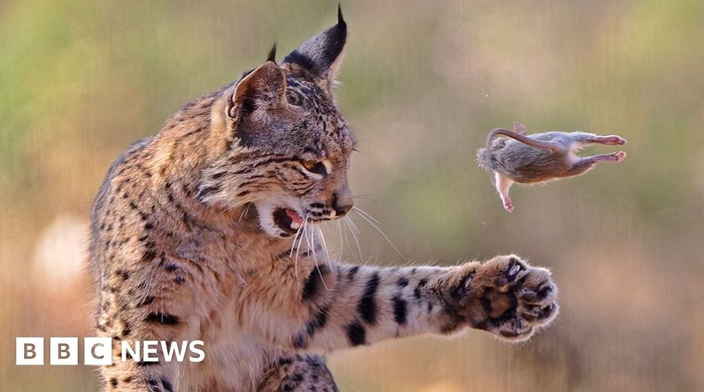 Playful lynx wins wildlife photographer peoples choice prize 2026