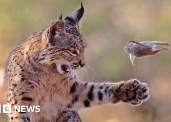 Playful lynx wins wildlife photographer peoples choice prize 2026