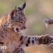 Playful lynx wins wildlife photographer peoples choice prize 2026