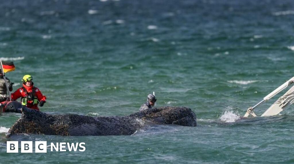 Rescuers attempt to save stranded humpback whale off German coast