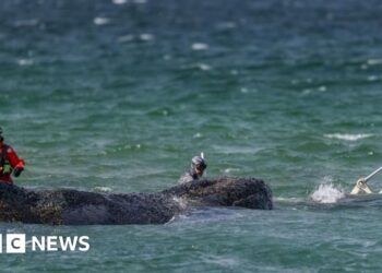 Rescuers attempt to save stranded humpback whale off German coast