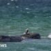 Rescuers attempt to save stranded humpback whale off German coast