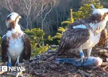 Returning ospreys avoid last season's love drama
