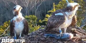 Returning ospreys avoid last season's love drama