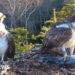 Returning ospreys avoid last season's love drama
