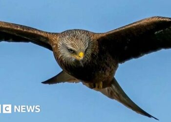 Weekly quiz: What sneaky snack was this bird of prey seen carrying?