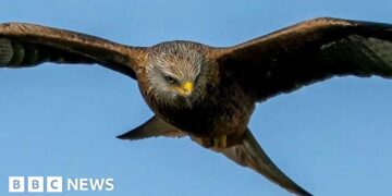 Weekly quiz: What sneaky snack was this bird of prey seen carrying?