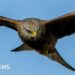 Weekly quiz: What sneaky snack was this bird of prey seen carrying?