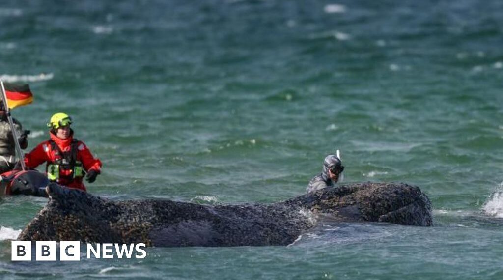 Whale swims for freedom after big German rescue effort on Baltic coast