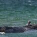 Whale swims for freedom after big German rescue effort on Baltic coast