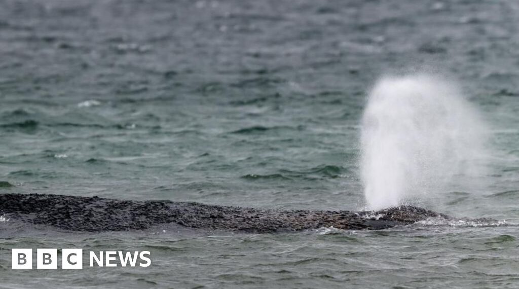 Whale swims off sandbank after big German rescue effort on Baltic coast