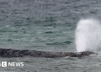 Whale swims off sandbank after big German rescue effort on Baltic coast