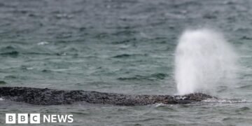 Whale swims off sandbank after big German rescue effort on Baltic coast