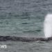 Whale swims off sandbank after big German rescue effort on Baltic coast