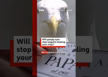 Will googly eyes stop seagulls stealing your chips? #BBCNews