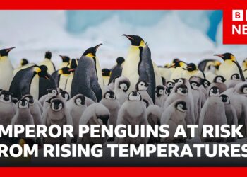 Why scientists fear Emperor penguins’ annual moult may be killing them | BBC News