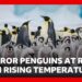 Why scientists fear Emperor penguins’ annual moult may be killing them | BBC News