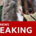 At least four killed as fire engulfs Hong Kong apartment blocks | BBC News