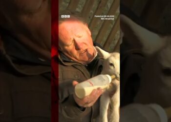 BBC reporter tries and fails to feed newborn lamb on live tv. #BBC #BBCNews