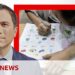 What declining birth rates mean for the world | BBC News